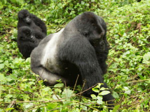 Gorilla Trekking Congo Budget