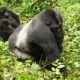 Gorilla Trekking Congo Budget