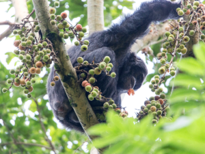 Chimpanzee Tracking Kibale National Park