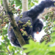 Chimpanzee Tracking Kibale National Park