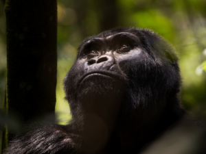 Uganda primate