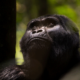 Uganda primate