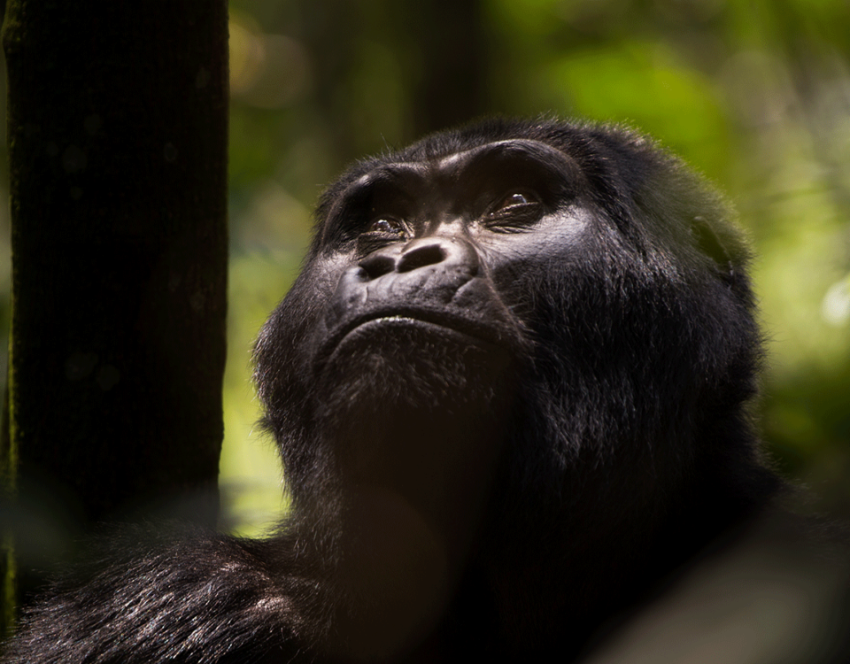 Uganda primate
