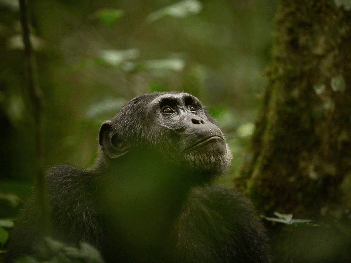 Chimpanzee Tracking