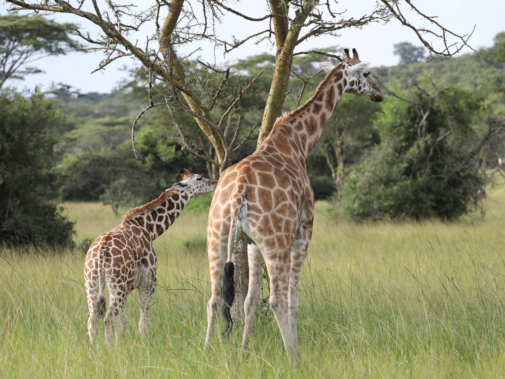 Game drive