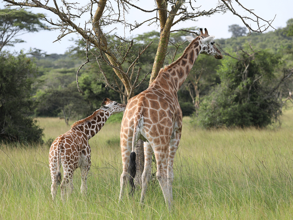 Classic African Safari Game Drives
