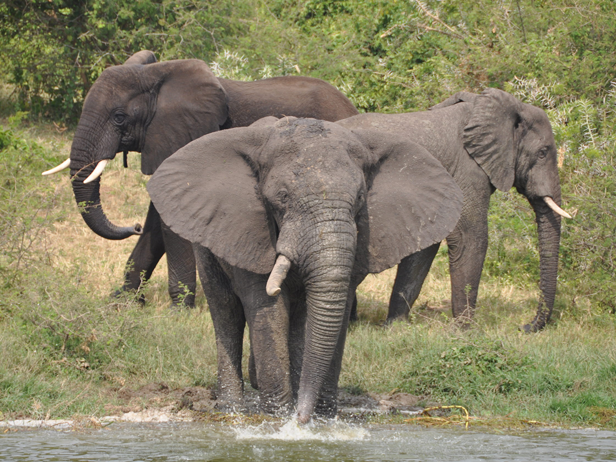 5 Days Queen Elizabeth National Park
