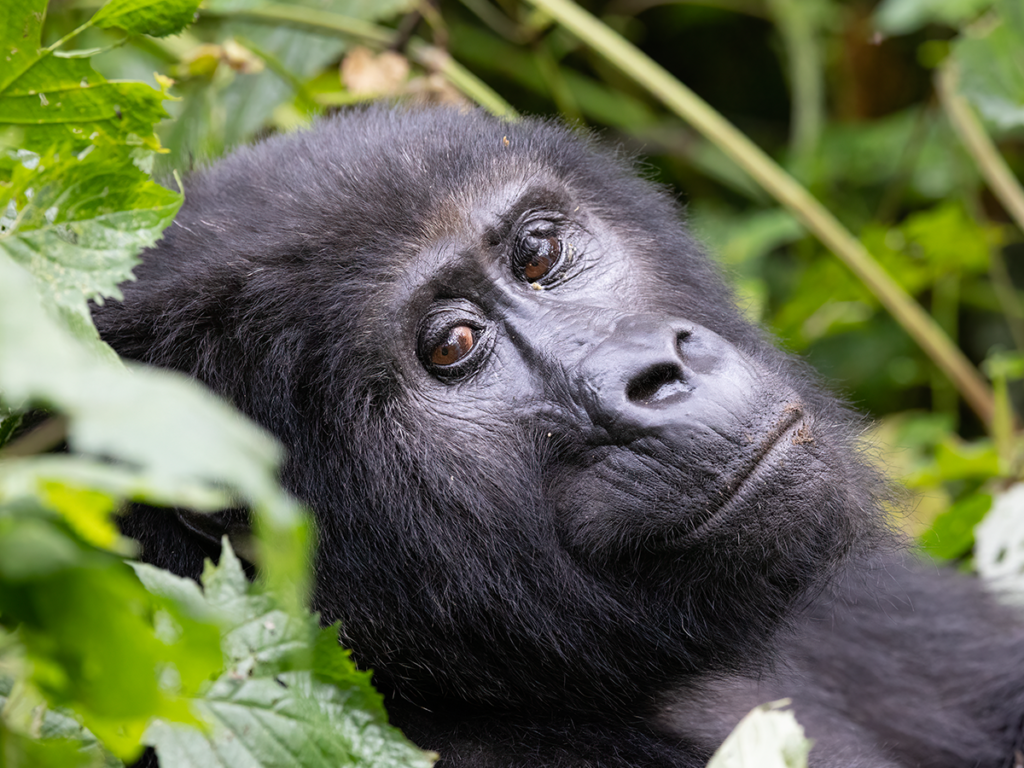 8 Days Bwindi Impenetrable, Kibale & Jinja
