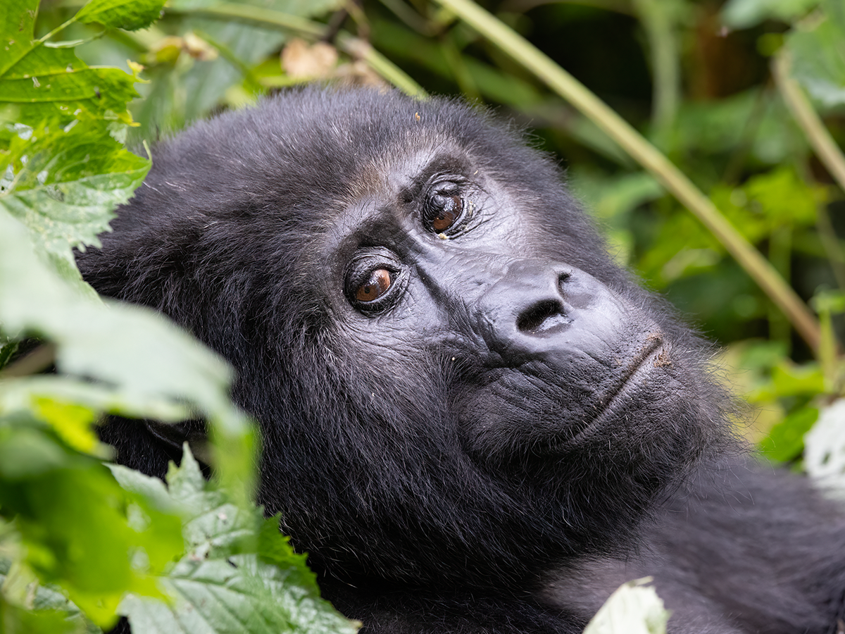 8 Days Bwindi Impenetrable, Kibale & Jinja