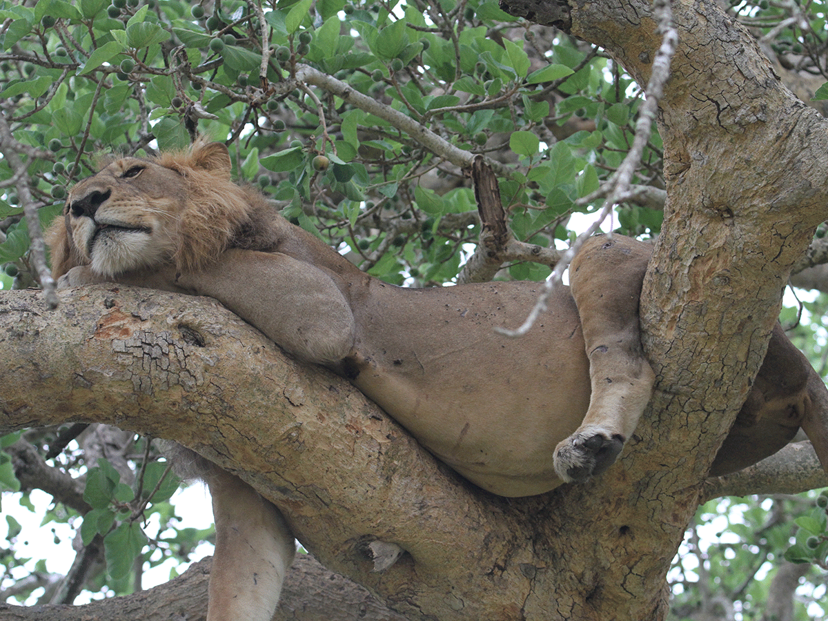 9 Days Queen Elizabeth National Park & Jinja