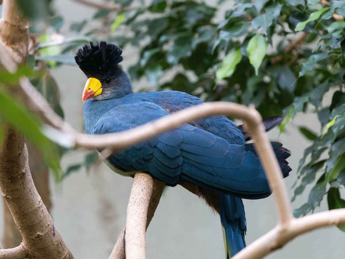 Bird Watching Experiences in Uganda
