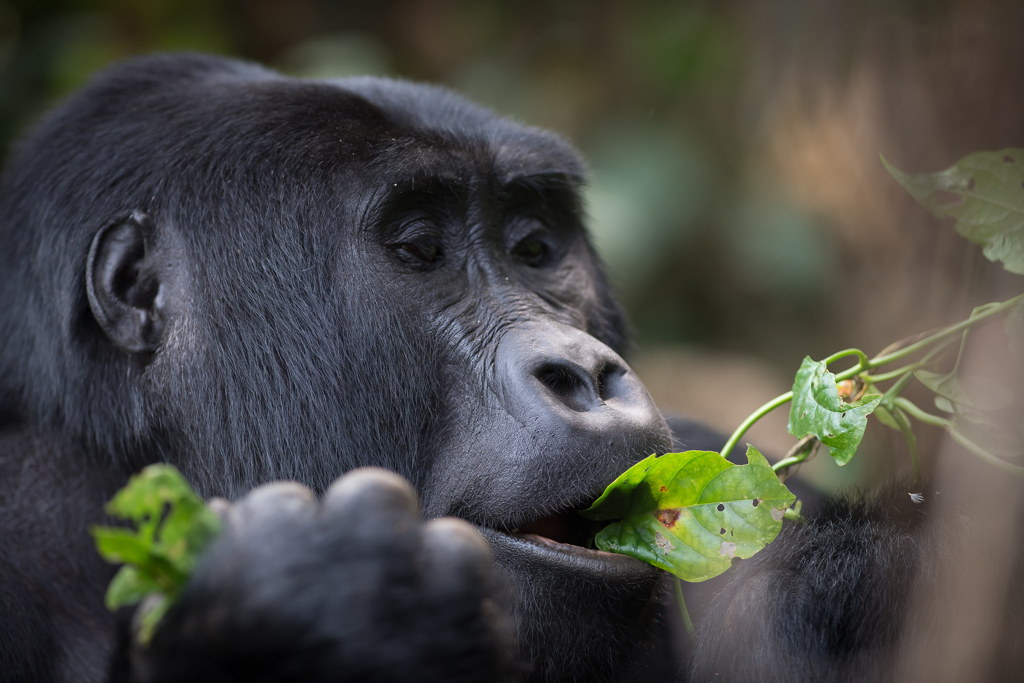 Best Of Uganda 16 Days