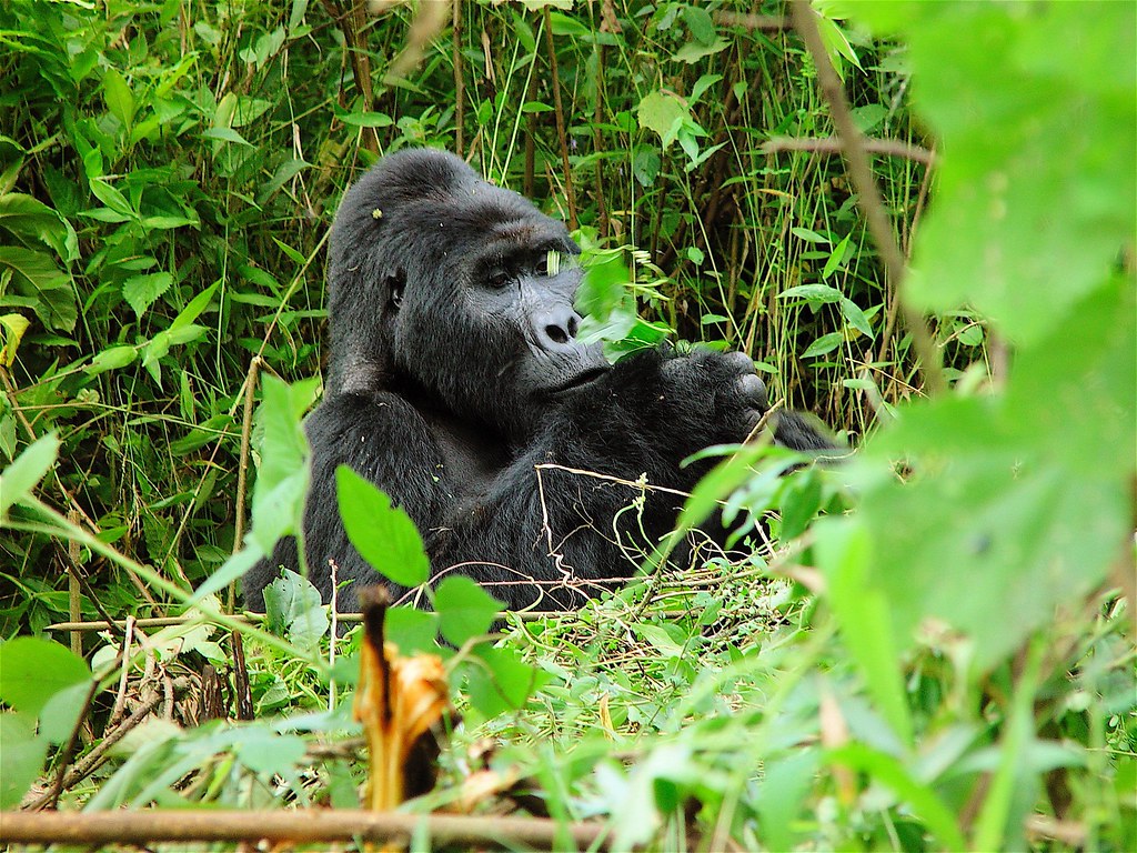 10 Days Primate Trekking Safari