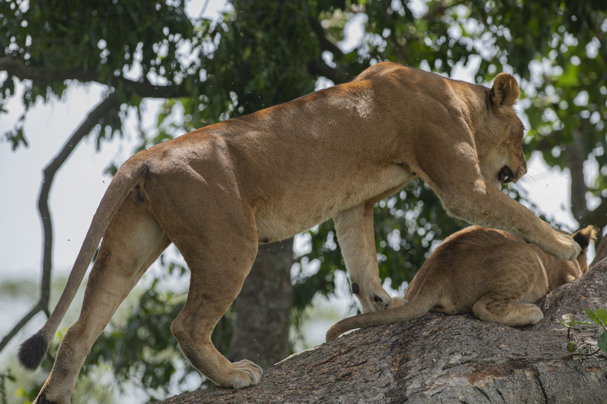 3 Days Queen Elizabeth National Park