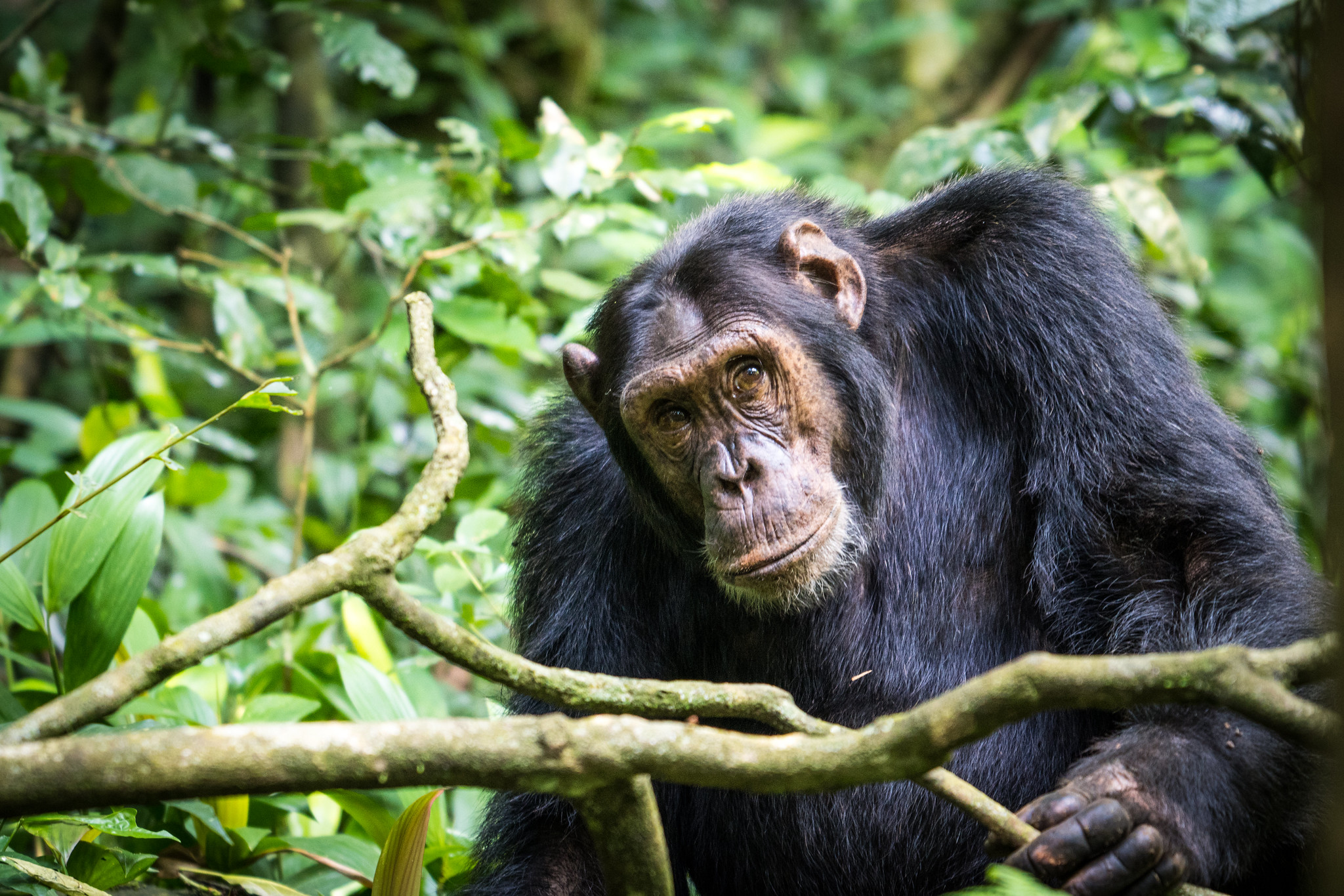 6 Days Murchison Falls Park / Kibale National Park