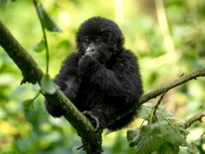 Uganda Safaris
