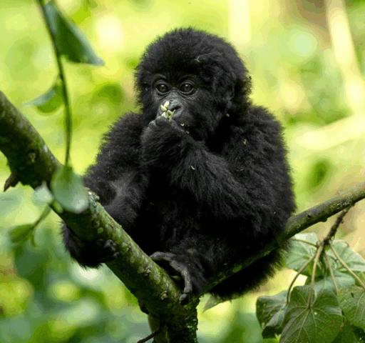 Uganda Safaris