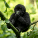 Uganda Safaris